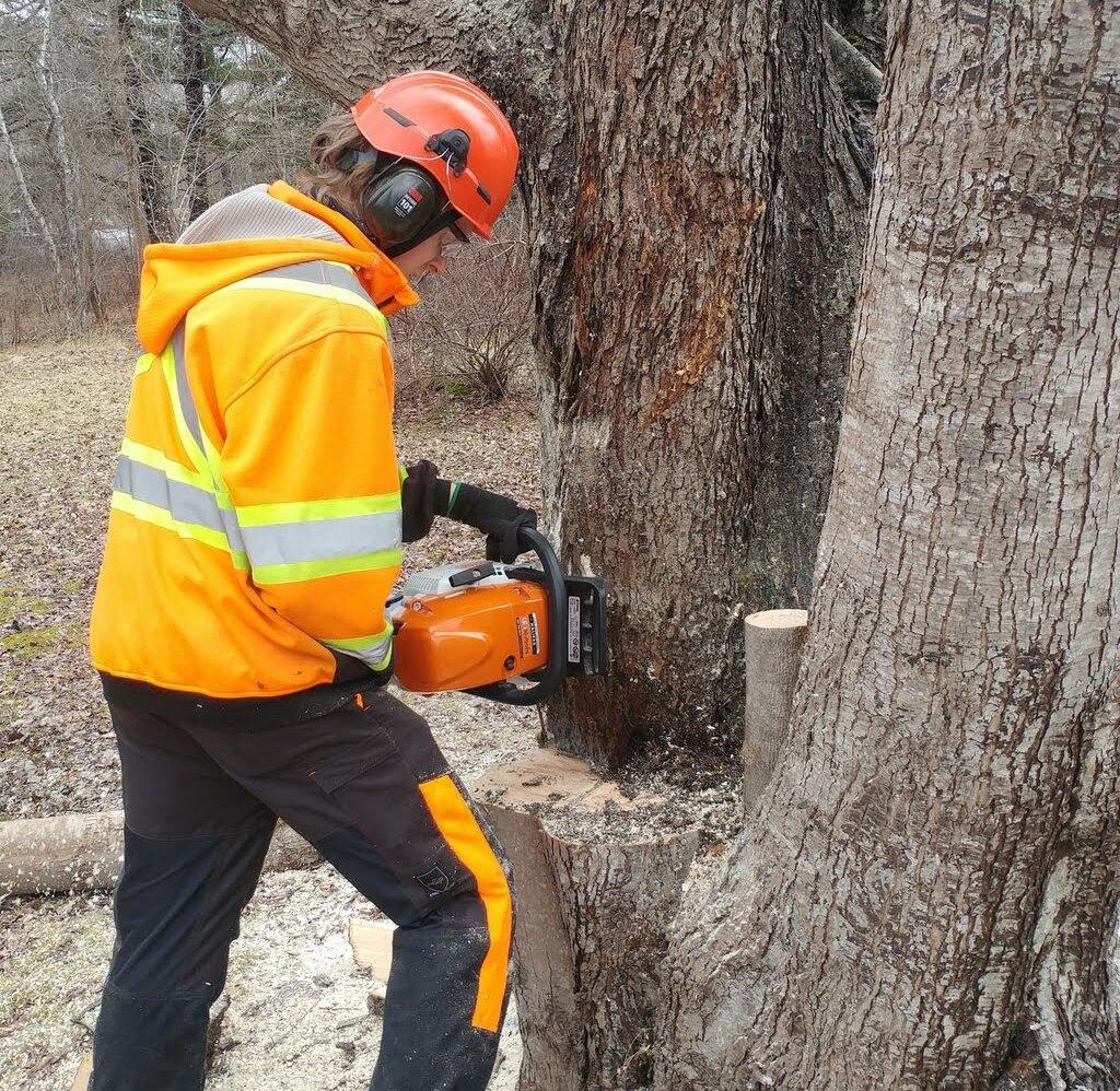 Professional tree removal by Dragonfly Tree Care